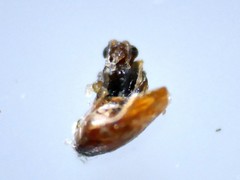 Dinocampus coccinellae