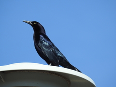 Quiscalus mexicanus