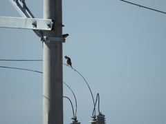 Passer domesticus