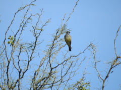Tyrannus vociferans