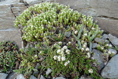 Galium cometerhizon