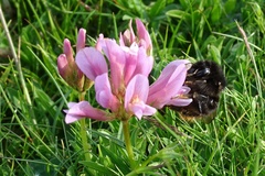 Bombus ruderarius