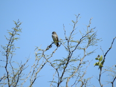 Pyrocephalus rubinus