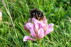 Bombus ruderarius