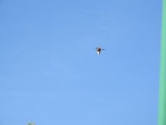 Accipiter cooperii