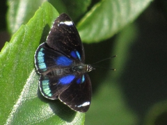 Diaethria candrena