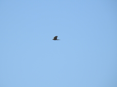 Accipiter cooperii