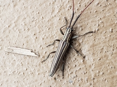 Hippopsis lemniscata