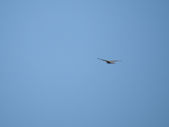 Accipiter cooperii