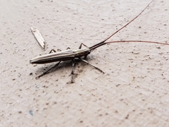 Hippopsis lemniscata