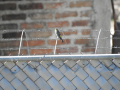 Setophaga coronata auduboni