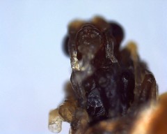 Dinocampus coccinellae
