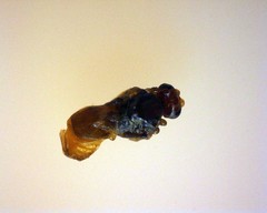 Dinocampus coccinellae