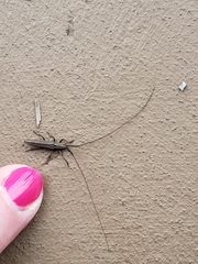 Hippopsis lemniscata