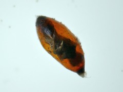 Dinocampus coccinellae