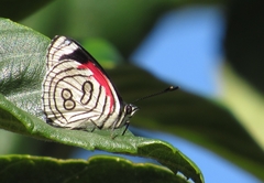 Diaethria candrena