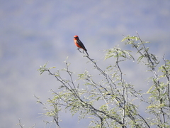 Pyrocephalus rubinus