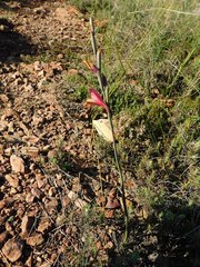 Gladiolus guthriei