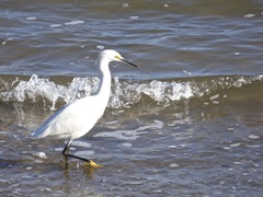 Egretta thula