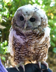 Strix occidentalis caurina