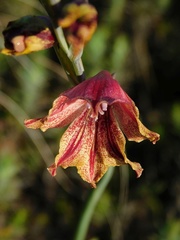Gladiolus guthriei
