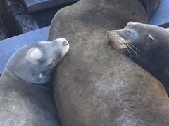 Zalophus californianus