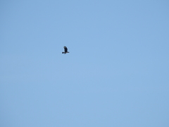 Caracara plancus