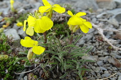 Erysimum duriaei pyrenaicum