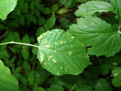 Eriophyes exilis