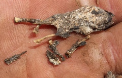 Cacosternum karooicum