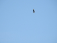Caracara plancus