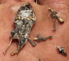 Cacosternum karooicum