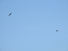 Caracara plancus