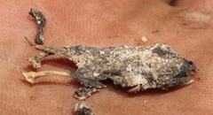 Cacosternum karooicum