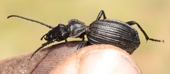 Gonogenia