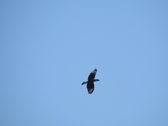 Caracara plancus