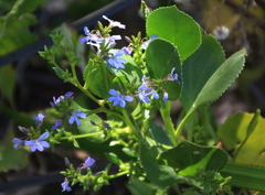 Scaevola nitida