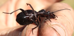 Gonogenia