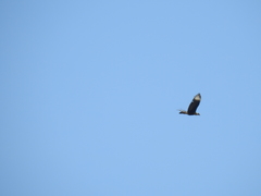 Caracara plancus