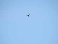 Caracara plancus