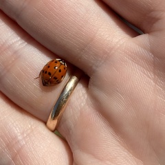 Harmonia axyridis