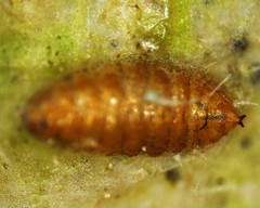 Agromyzidae