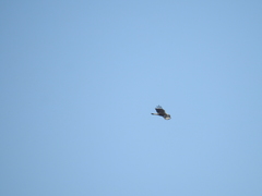 Caracara plancus