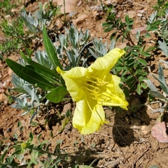 Oenothera howardii