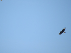 Caracara plancus