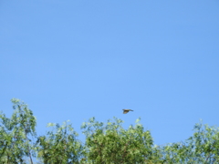 Tyrannus vociferans