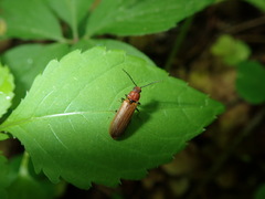 Denticollis linearis
