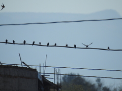Hirundo rustica