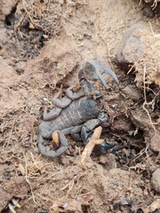 Opisthacanthus