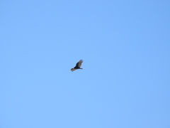 Cathartes aura